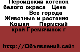 Персидский котенок белого окраса › Цена ­ 35 000 - Все города Животные и растения » Кошки   . Пермский край,Гремячинск г.